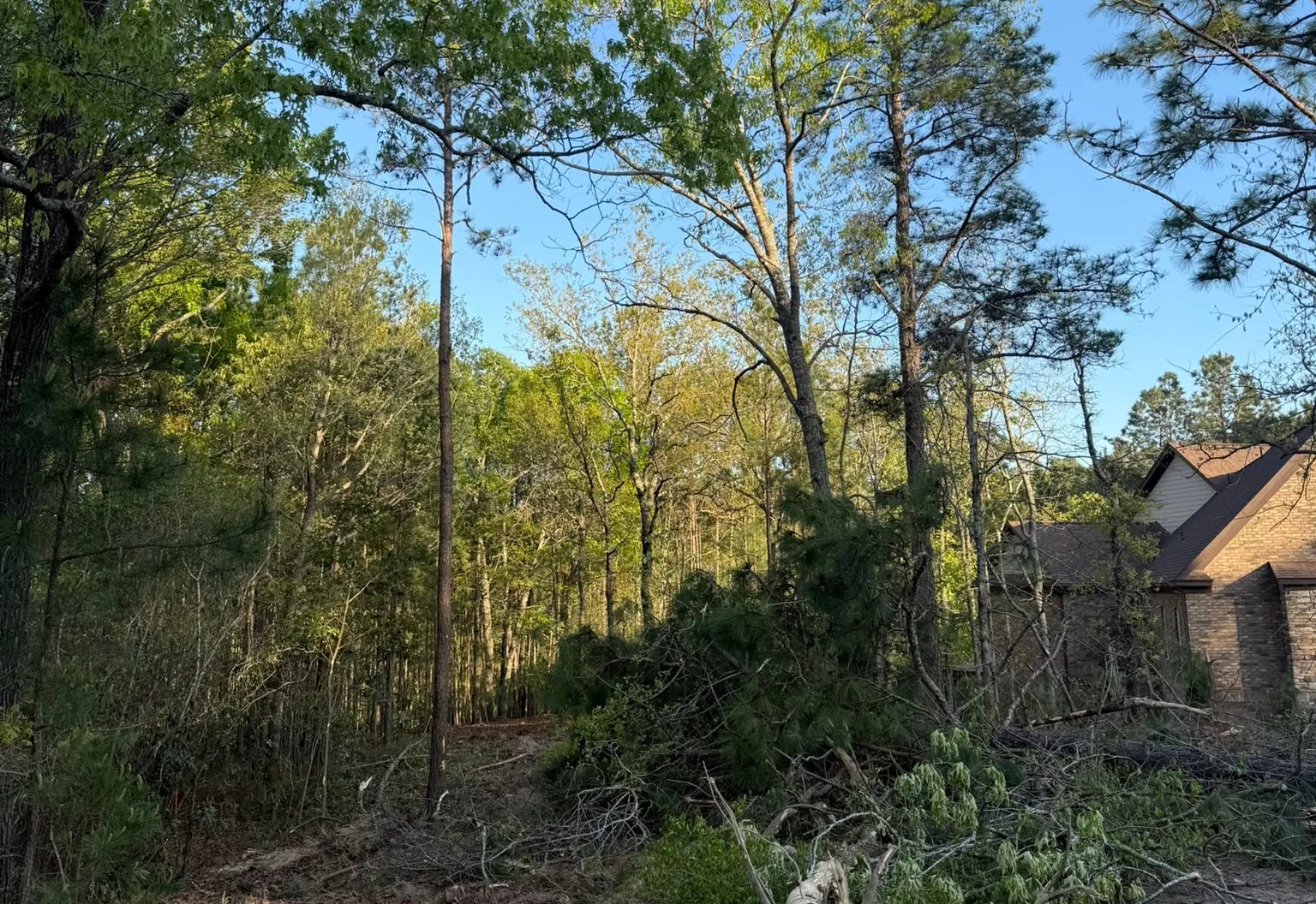 Cut brush and small pines piled on a wooded lot beside a house